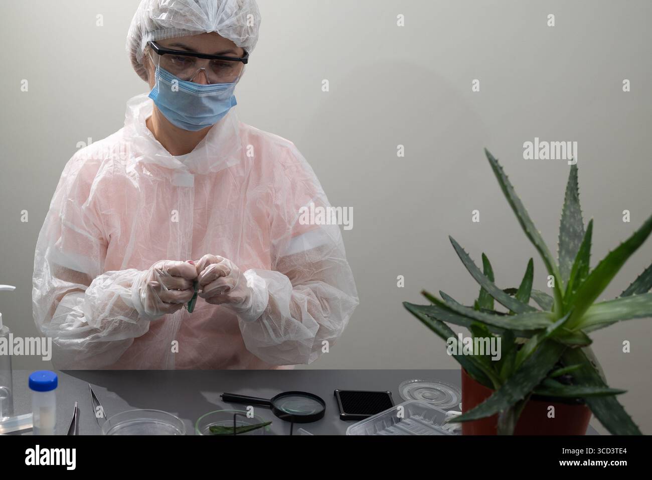 Un ricercatore in attrezzature protettive esamina una pianta di aloe in un laboratorio. Sul tavolo vengono distribuiti vari strumenti e campioni, evidenziando gli studi in corso relativi all'aloe. Foto Stock