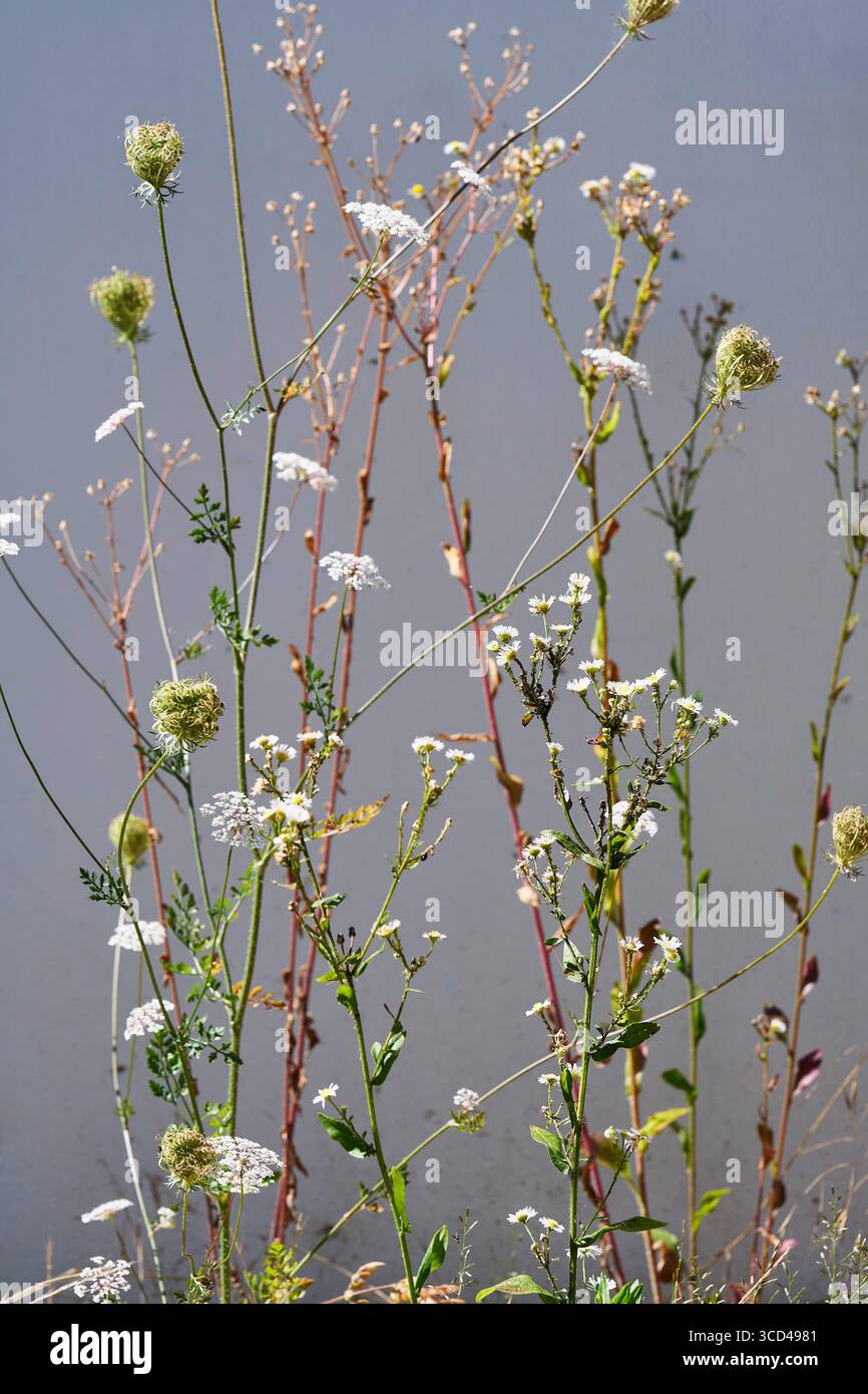 Wildpflanzen vor grauem Hintergrund Foto Stock