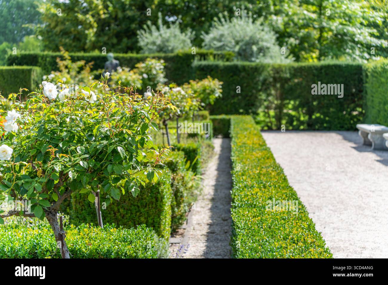 Percorso giardino formale. Un giardino curato con siepi in bosso, rose bianche e sentieri di ghiaia sotto la luce del sole. Una statua sbircia sullo sfondo. Foto Stock