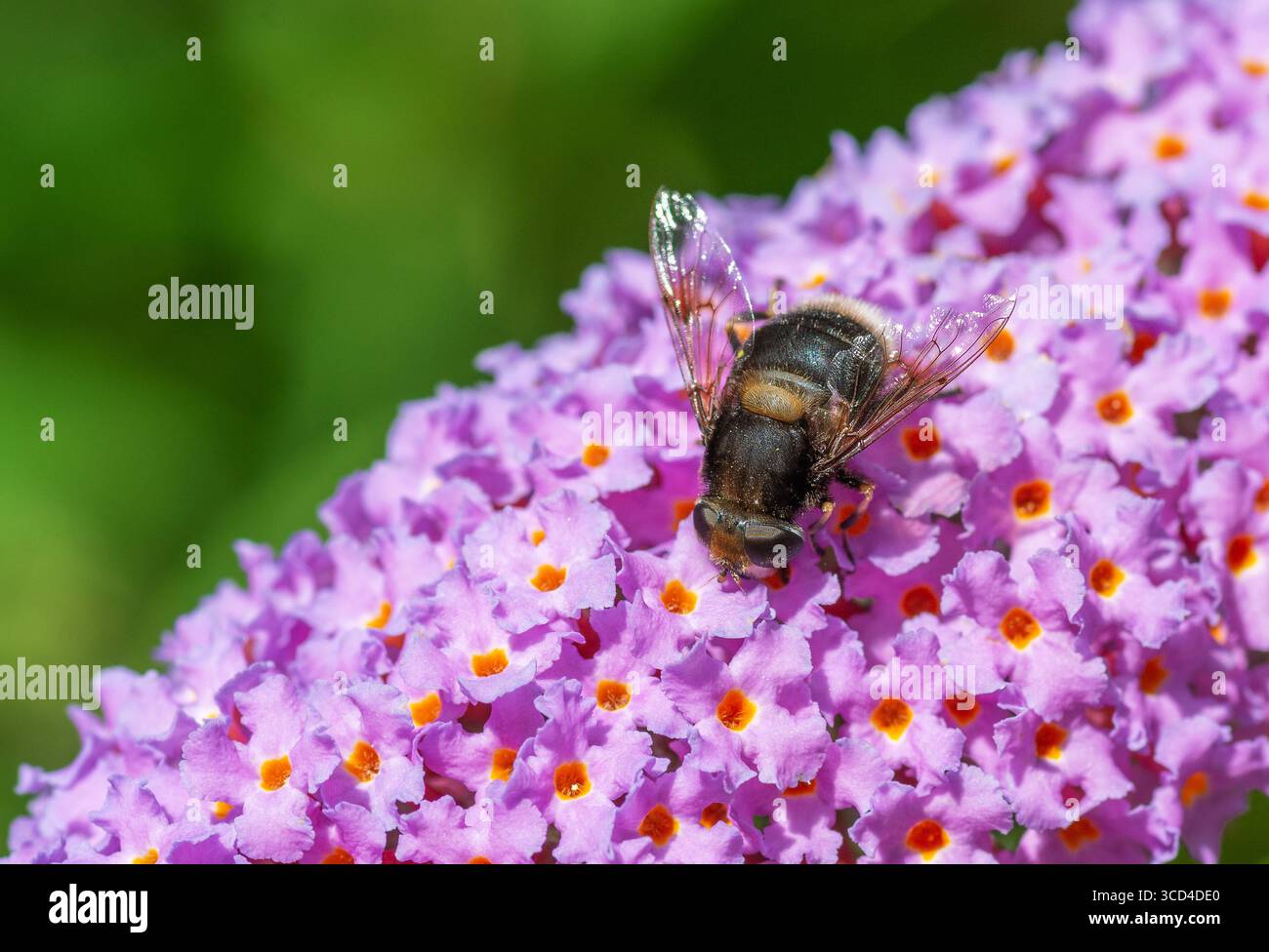 Droni (Eristalis tenax) su un fiore di buddleia in estate. Impollinatore. Insetto. Fauna selvatica. Bellezza nella natura. Primo piano. Foto Stock