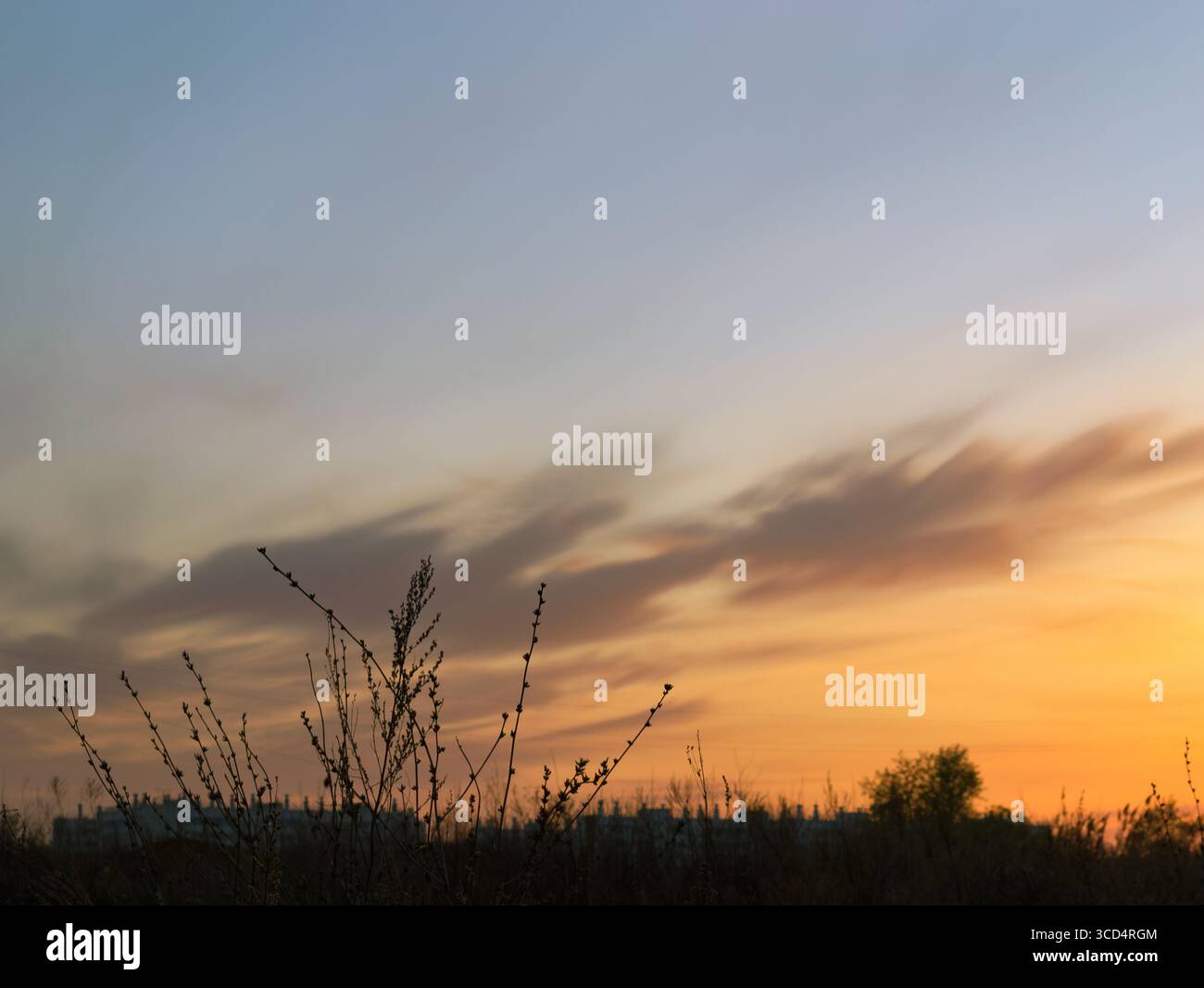 La sagoma dell'erba al crepuscolo contro un bel cielo al tramonto Foto Stock