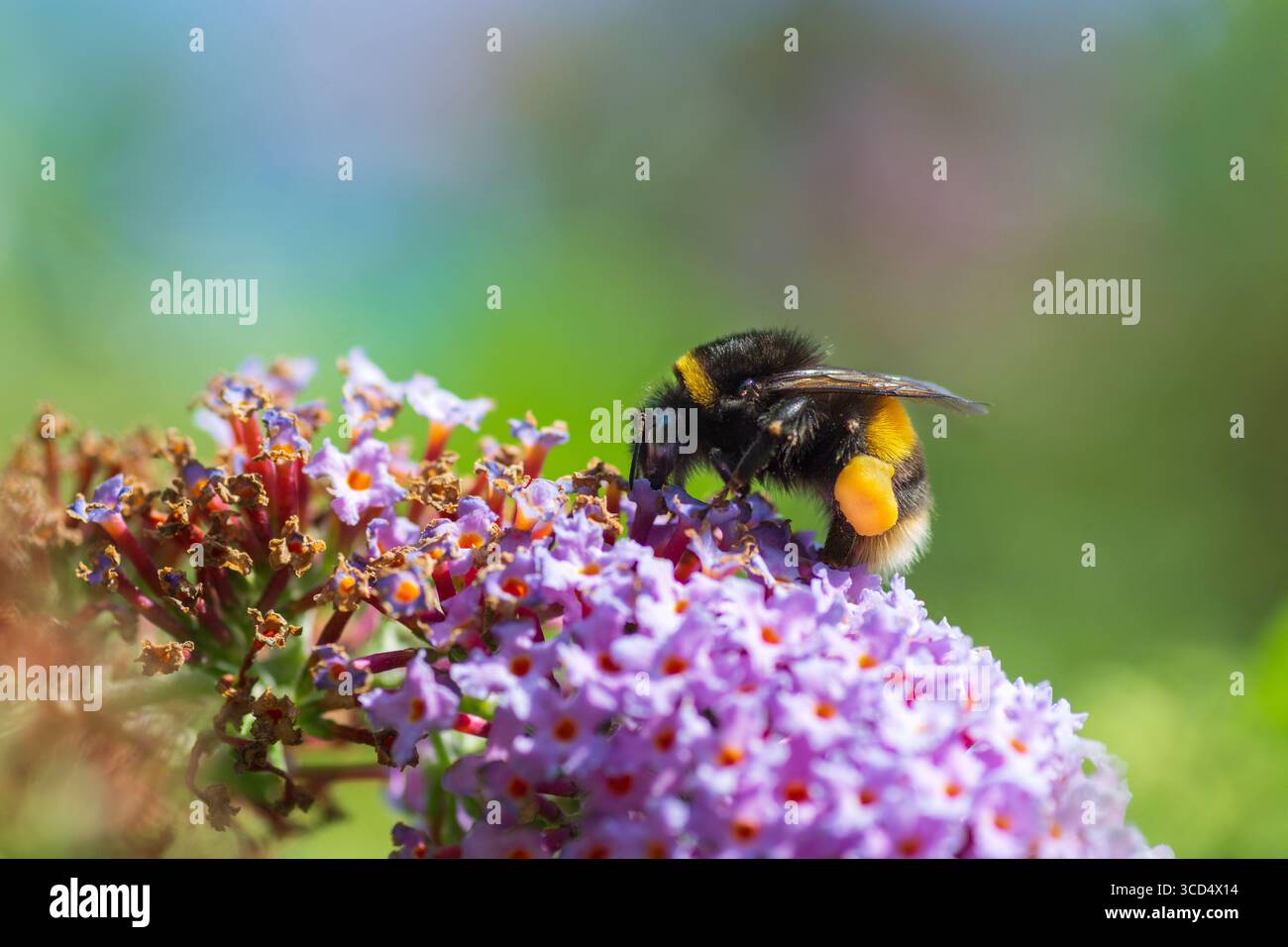 Profilo di un insetto di Bumblebee che si nutre di un fiore di Buddleia che cresce in natura, Londra, Inghilterra. Primo piano. Impollinatori.insetti. Foto Stock