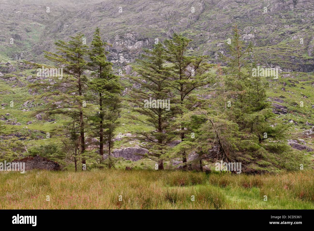 Una vista di diversi alberi alti e sempreverdi in un campo d'erba. Una collina rocciosa e verde sorge sullo sfondo presso il Gap of Dunloe, County Kerry, IRELA Foto Stock