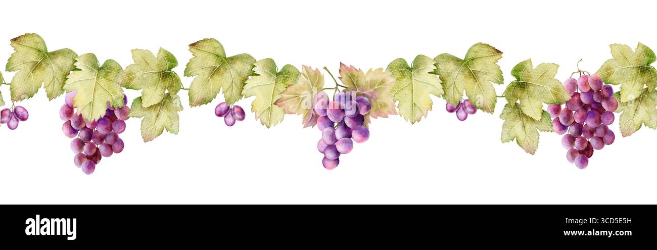 Bordo orizzontale senza cuciture dell'acquerello con foglie verdi e grappoli di uva viola su sfondo bianco. Perfetto per striscioni, etichette e menu per eventi enologici Foto Stock
