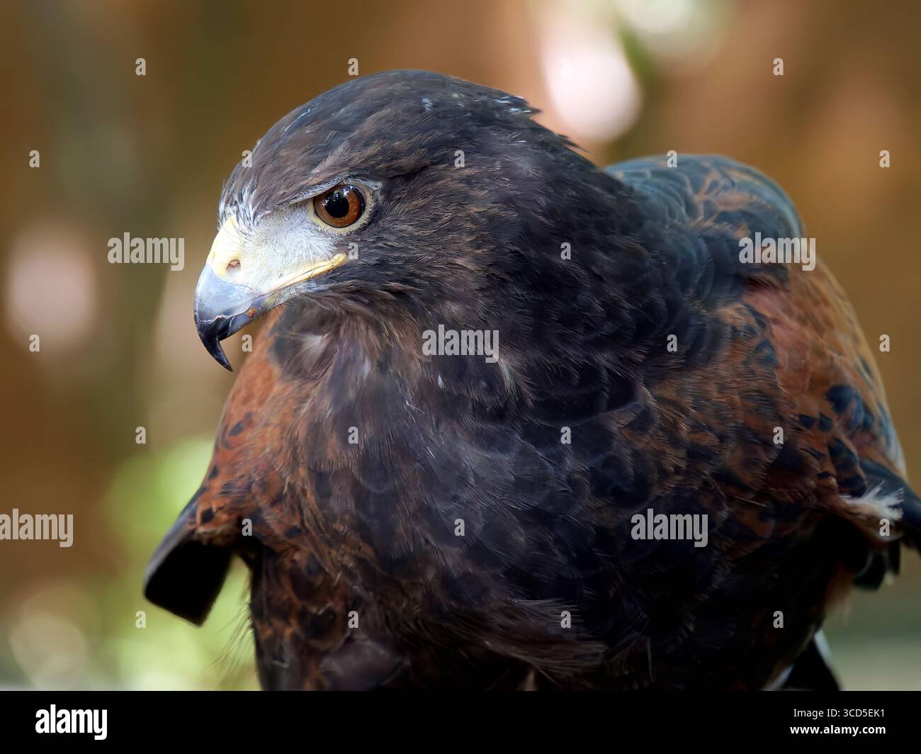 Falco di Harris, falco alato, falco di dusky, peuco, Wüstenbussard, Buse de Harris, Parabuteo unicinctus, Harris-ölyv Foto Stock