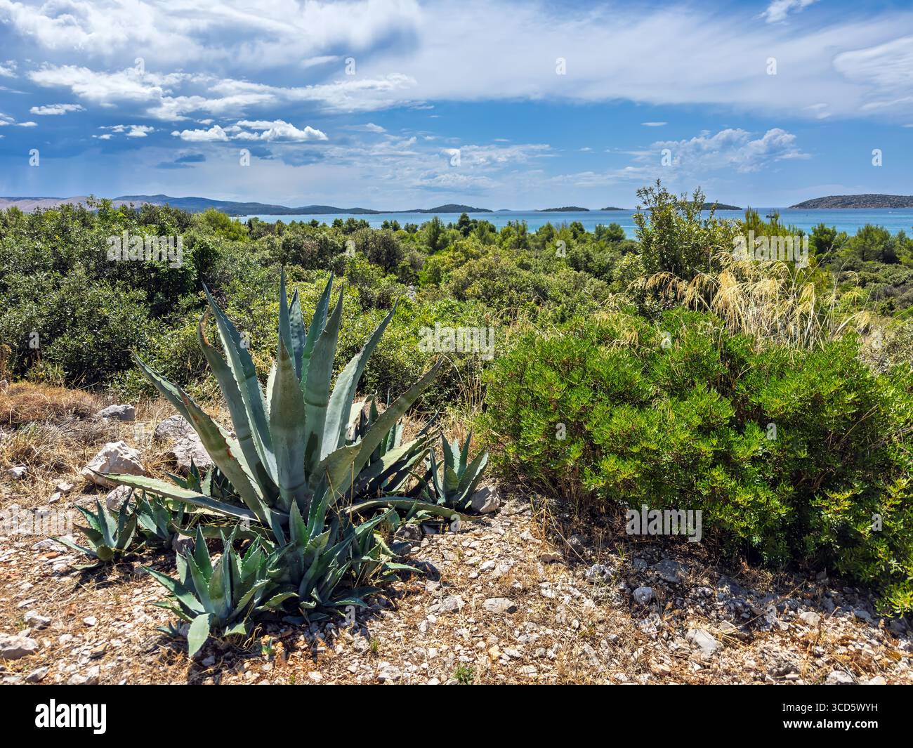 Paesaggio mediterraneo panoramico con una pianta di agave su una costa rocciosa, che si affaccia sul turchese Mar Adriatico e sulle isole della Croazia Foto Stock
