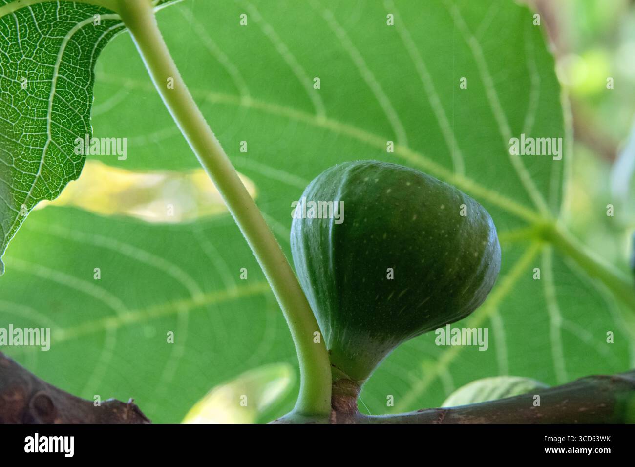 Primo piano di Un albero di Fig Foto Stock