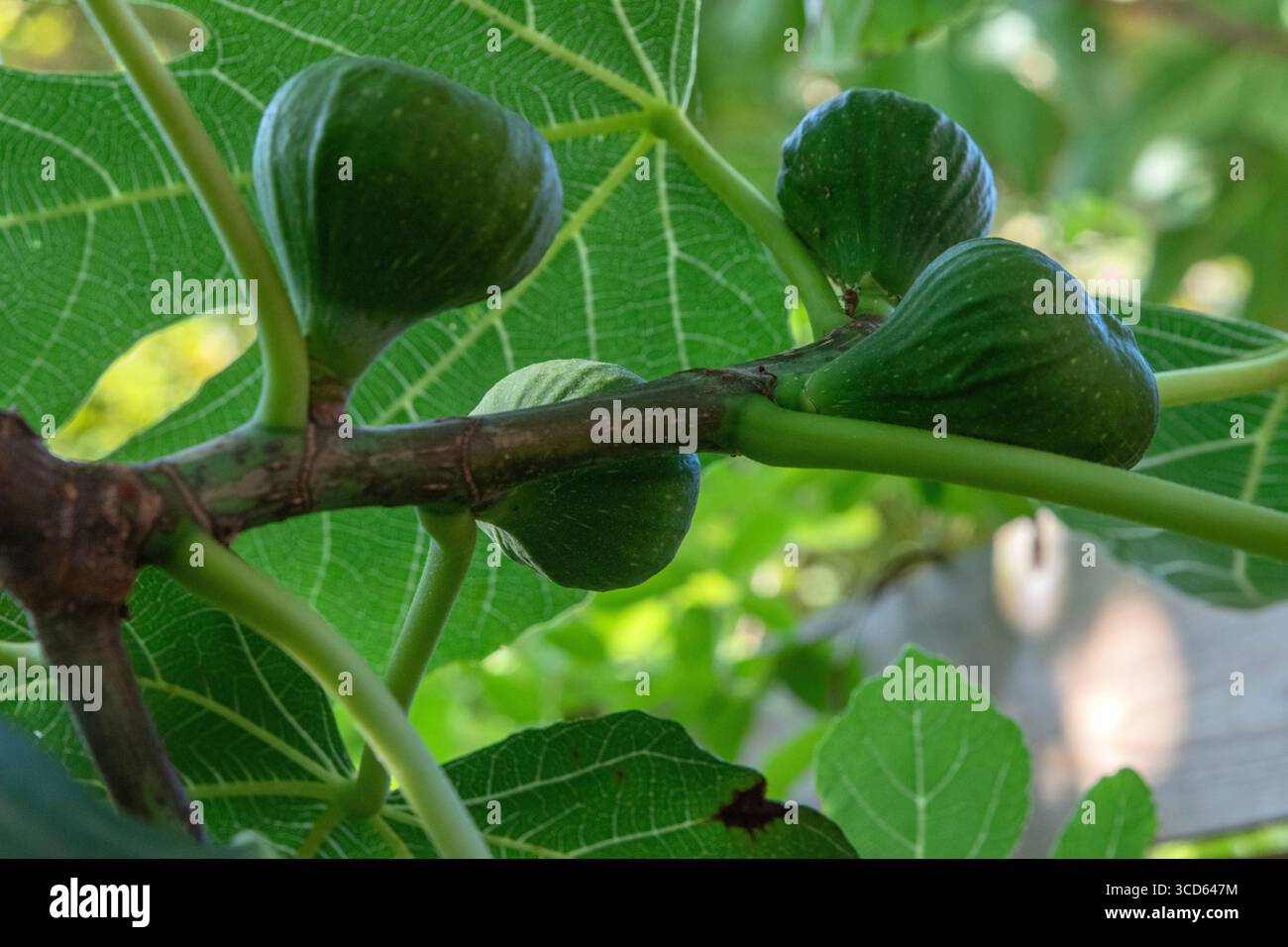 Primo piano di Un albero di Fig Foto Stock