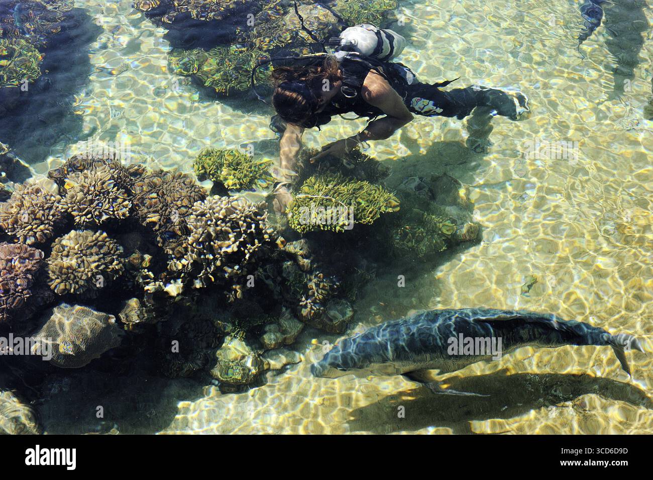 Pesci, coralli e altri vivaci e colorati abitanti del Mar Rosso Foto Stock