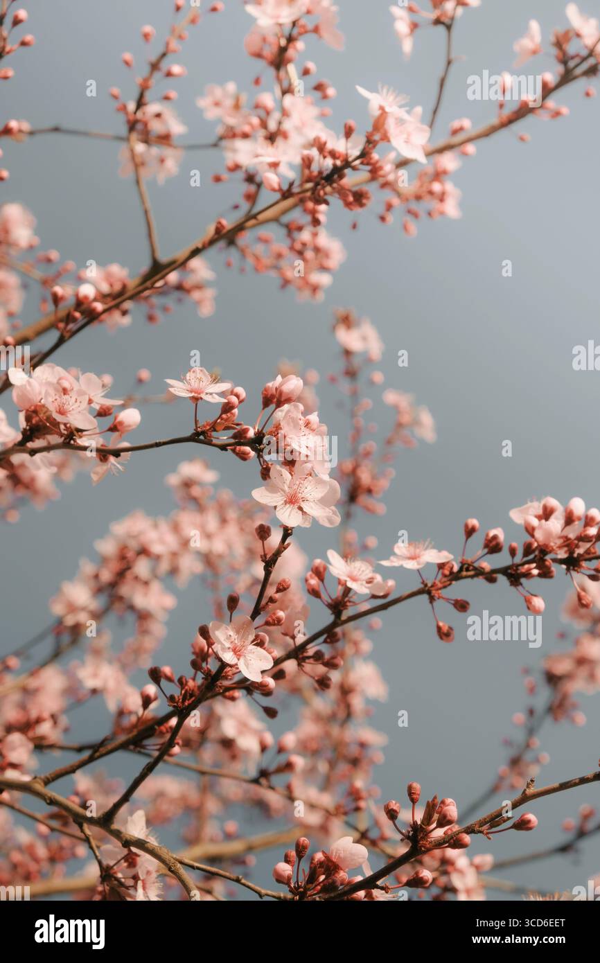 Primo piano dei ciliegi rosa che sbocciano contro un cielo blu tenue in primavera Foto Stock