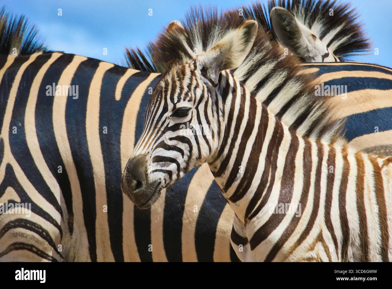 Primo piano di una Baby Zebra con zebre per adulti in Habitat naturale con vivaci strisce bianche e nere Foto Stock