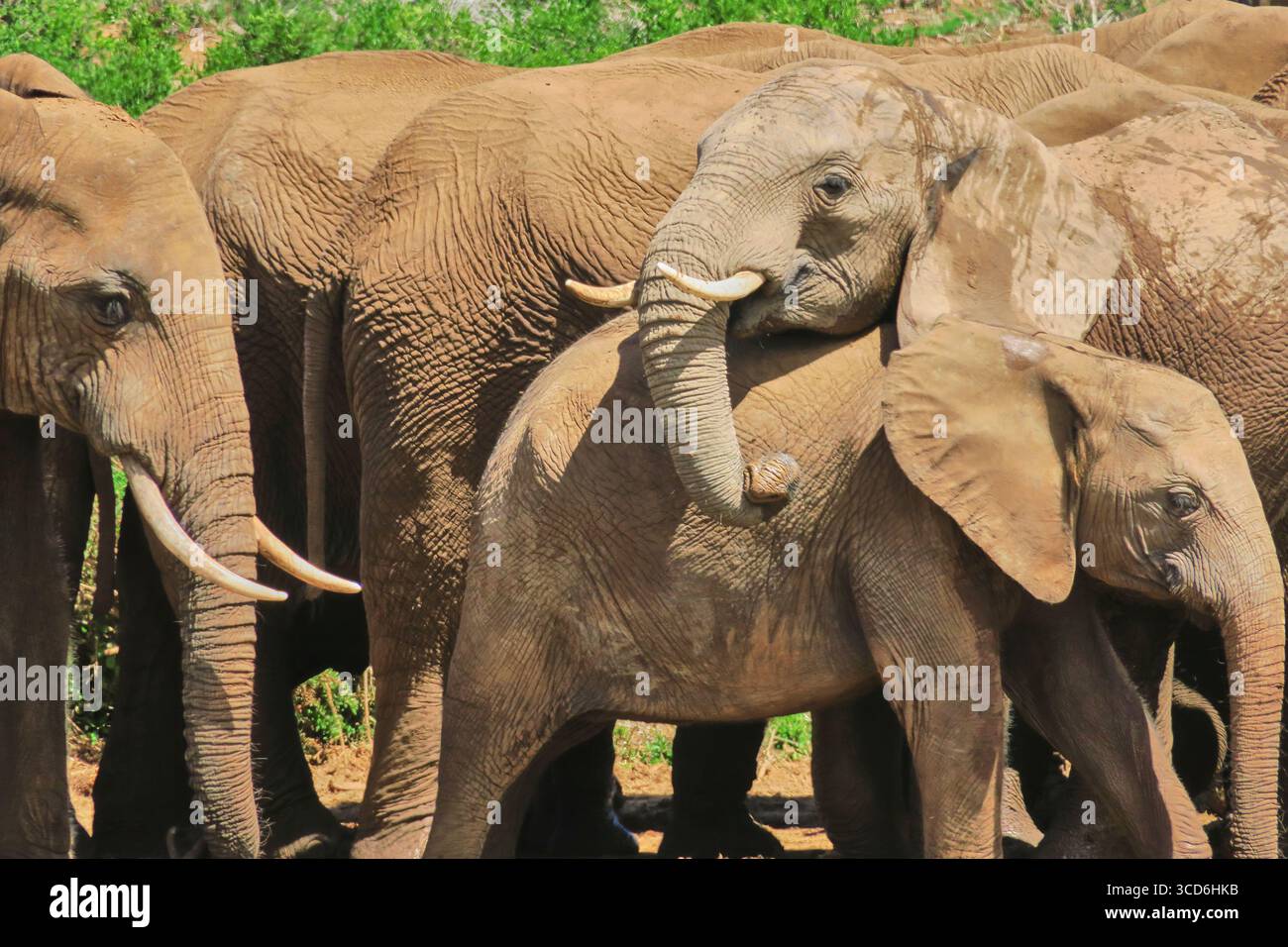Branco di elefanti che si rilassa in un lussureggiante habitat naturale Foto Stock