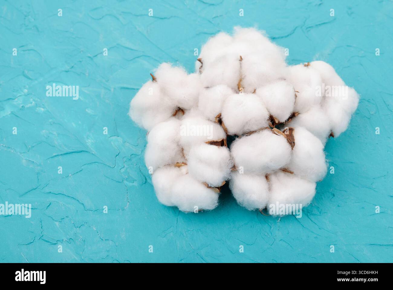 Gruppo di bolls di cotone naturale su sfondo blu Foto Stock