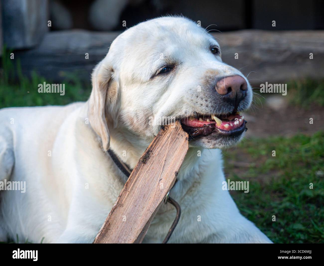 White Labrador Retriever masticando un pezzo di legno all'aperto. Foto Stock White Labrador Retriever masticando un pezzo di legno all'aperto. Foto Stock