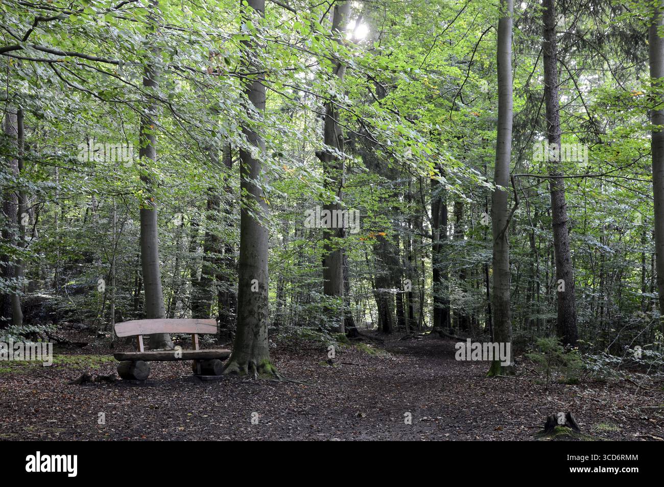 Sentiero in autunno nella foresta di Lieth nella città di Bad Fallingbostel, bassa Sassonia, Germania. Wanderweg im Herbst im Lieth Wald in der Stadt Bad Fallingbo Foto Stock