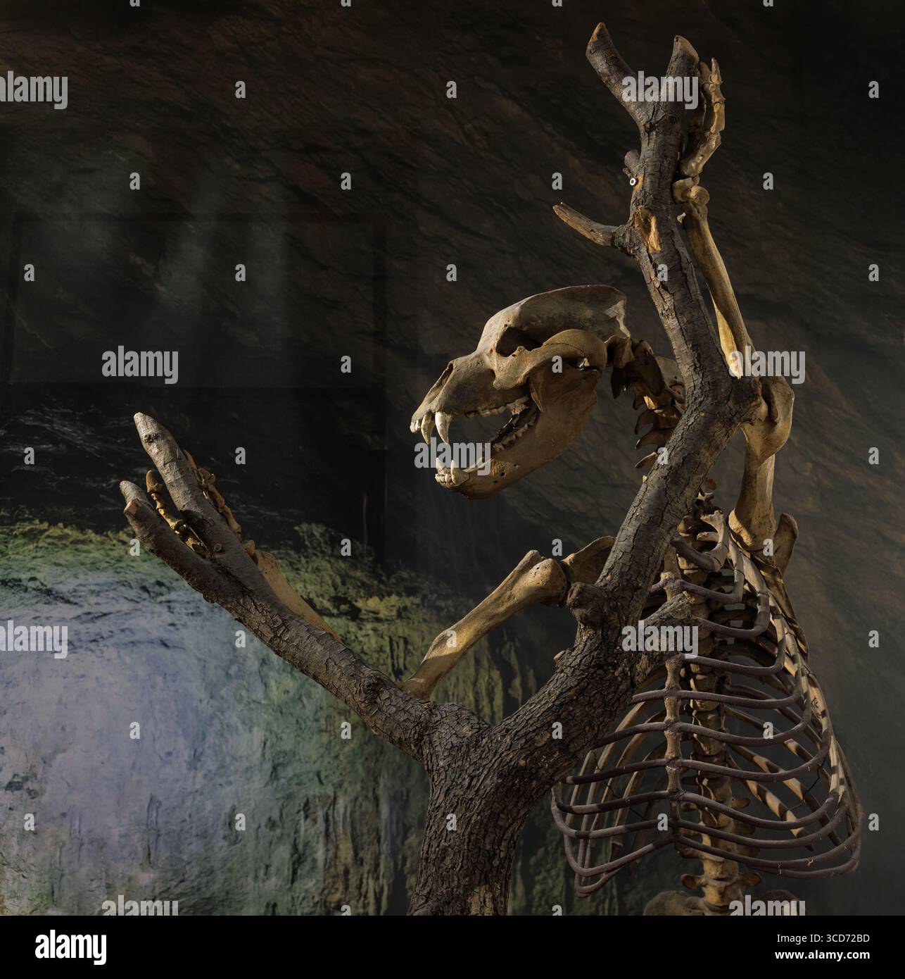 Scheletro dell'Orso grotta, Ursus spelaeus, dal Museo Civico di storia naturale di Trieste Foto Stock