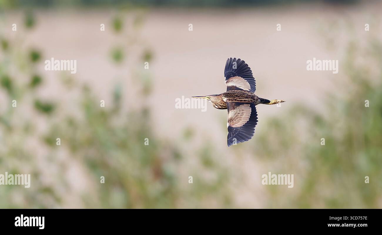 Ixobrychus minutus vola sulle canne e cerca cibo, la foto migliore. Foto Stock