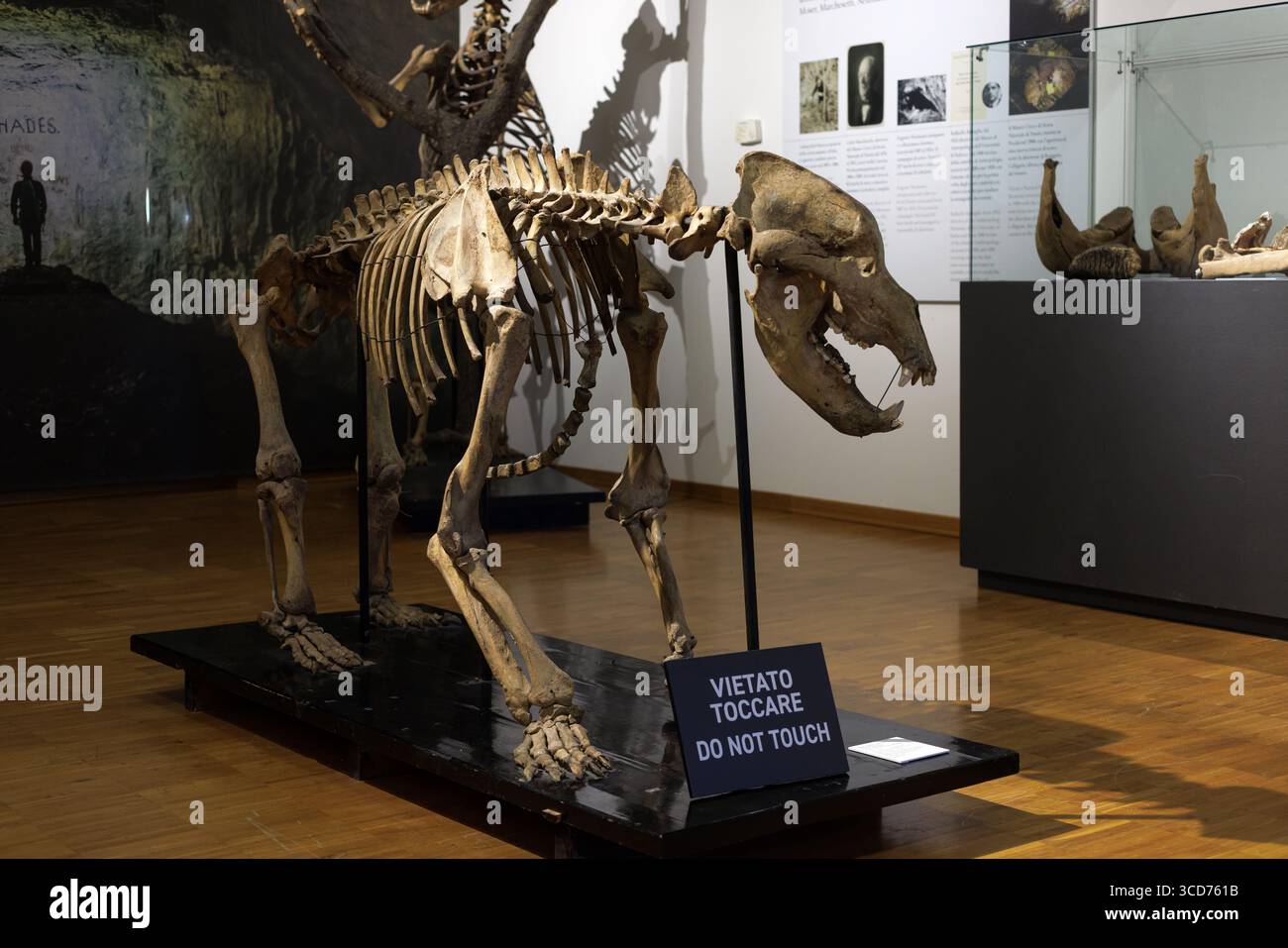 Ursus spelaeus. Scheletro di un orso grotta, Museo Civico di storia naturale di Trieste Foto Stock