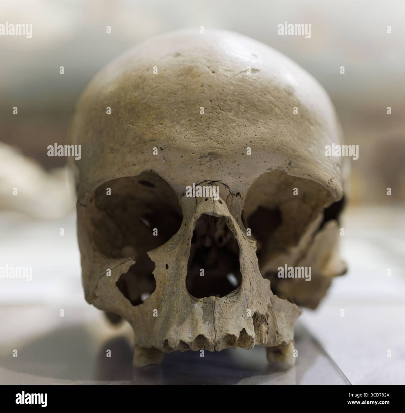 homo sapiens Skull, Museo Civico di storia naturale di Trieste Foto Stock