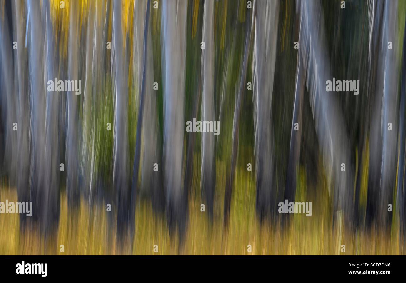 Tronchi di alberi di Aspen che utilizzano il movimento intenzionale della telecamera (ICM) nel parco nazionale di Yellowstone. Foto Stock