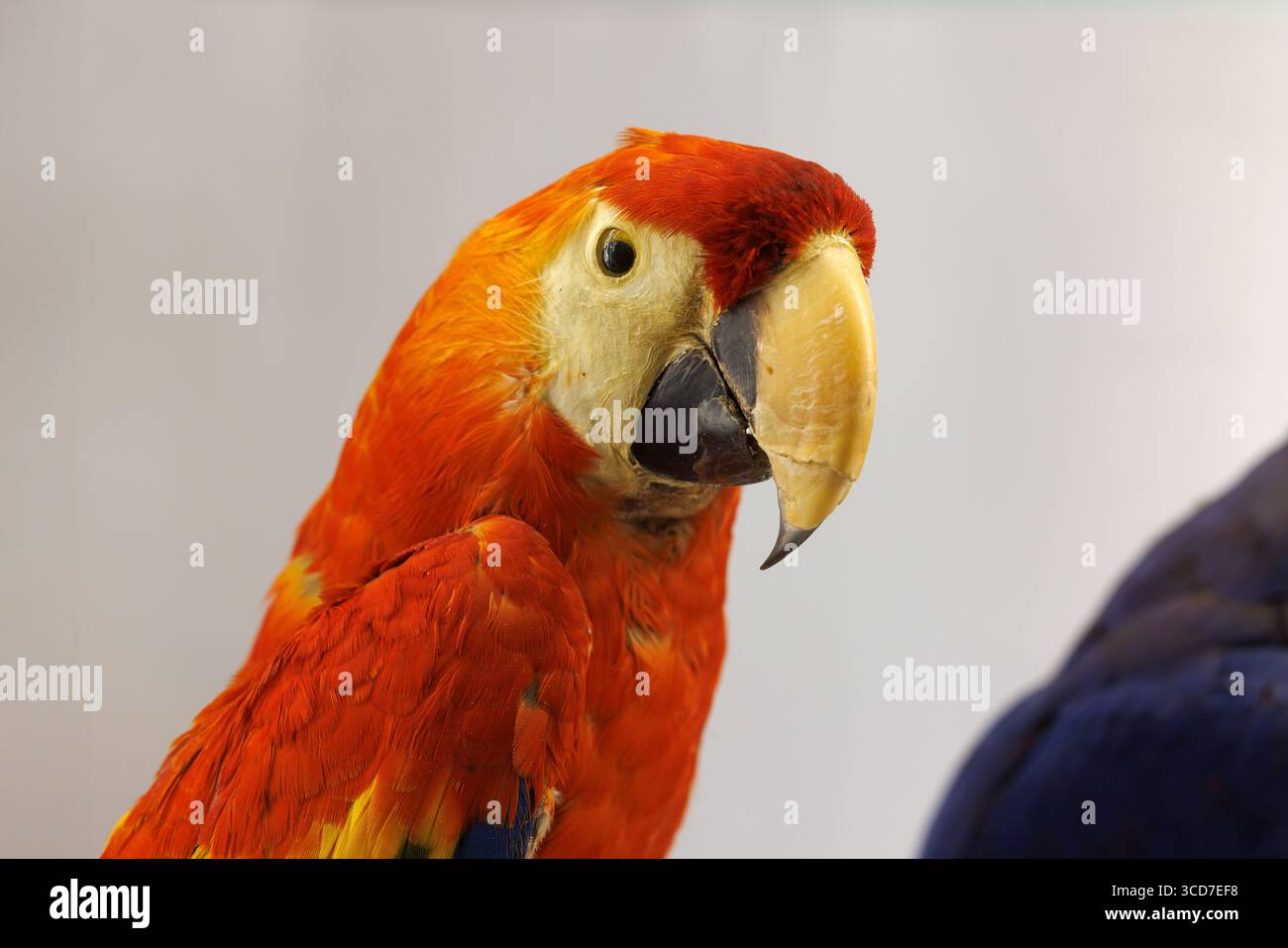 Ara macao, Scarlet Macaw, Museo Civico di storia naturale di Trieste Foto Stock