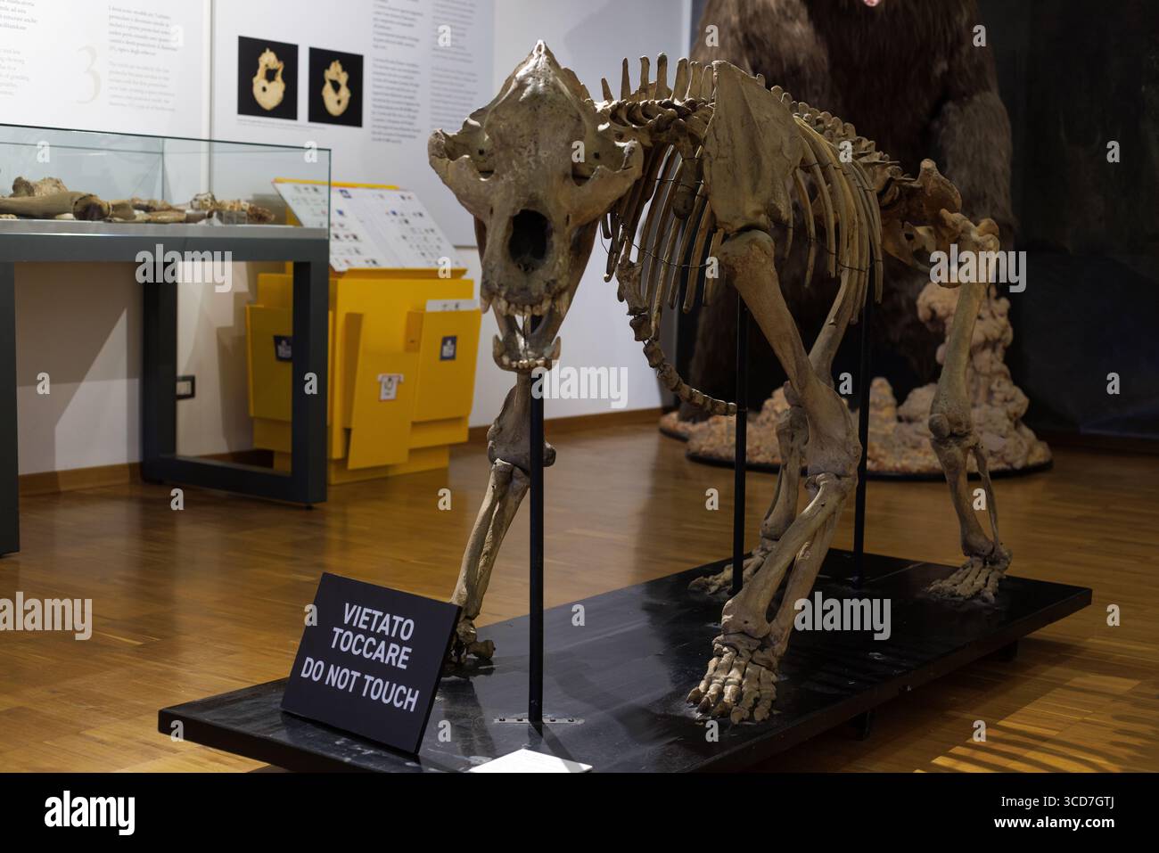 Ursus spelaeus. Scheletro di un orso grotta, Museo Civico di storia naturale di Trieste Foto Stock