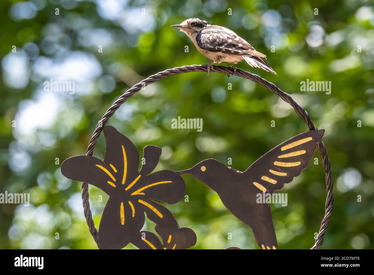 Picchio (Dryobates pubescens) arroccato in cima a un ornamento da giardino a Blairsville, Georgia. (USA) Foto Stock