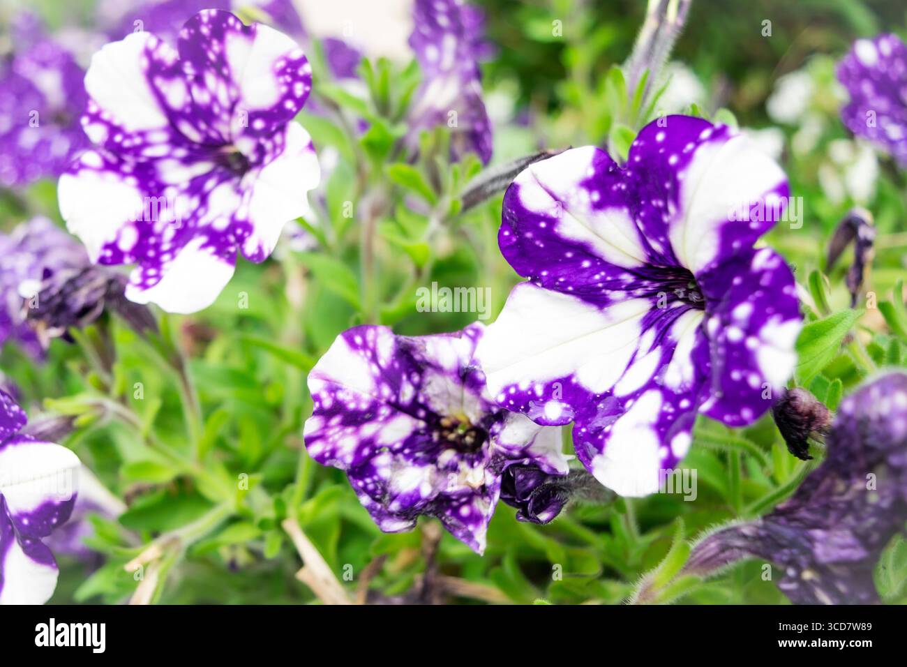 Primo piano di splendide petunie viola e bianca della galassia in piena fioritura, perfette per la natura, il giardino e progetti creativi a tema floreale. Foto Stock