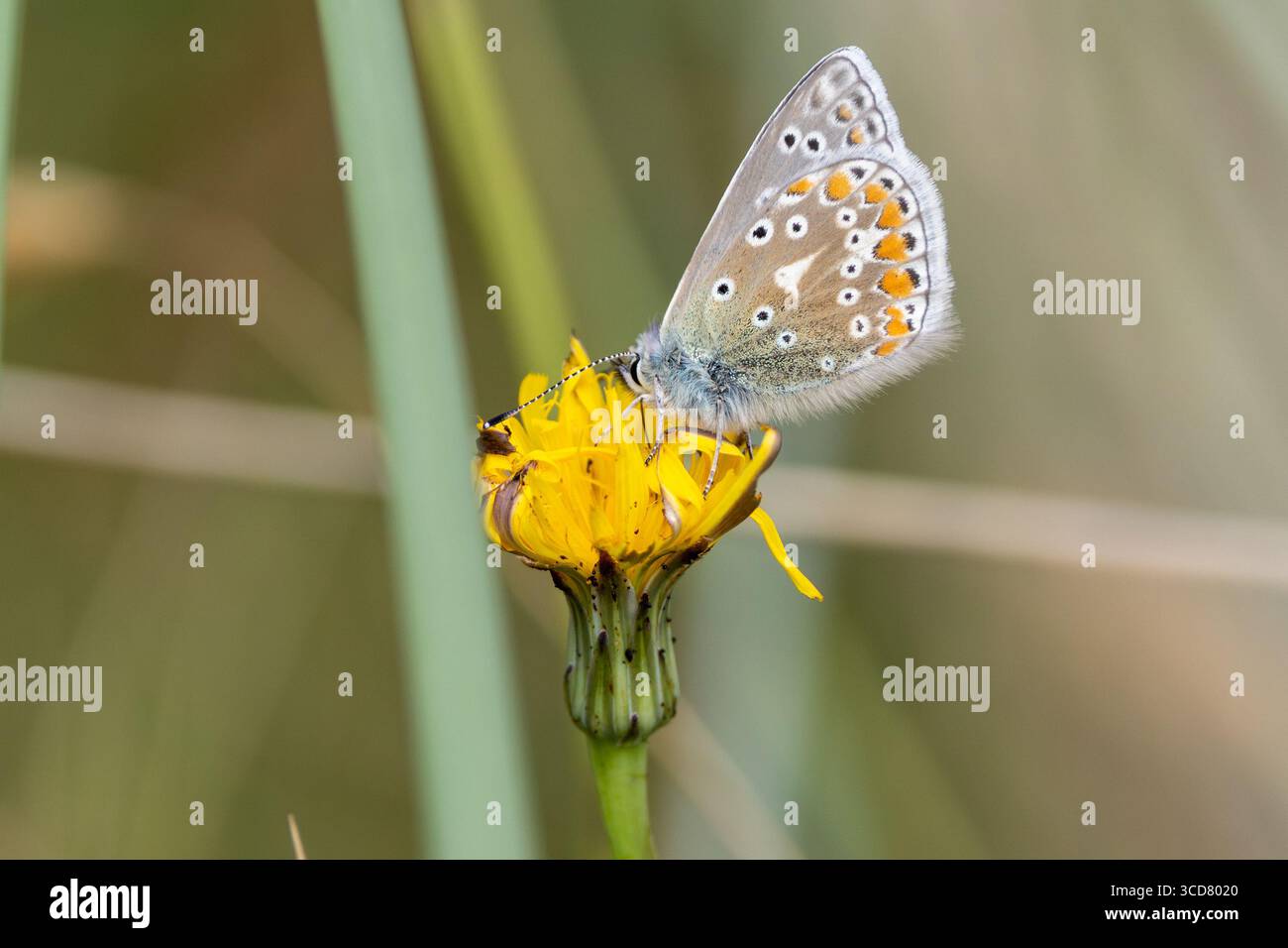 Piccola farfalla con ali blu vivide nei maschi e marrone con macchie arancioni nelle femmine. Si nutre di nettare. Foto scattata a Bull Island, Dublino, Irlanda. Foto Stock