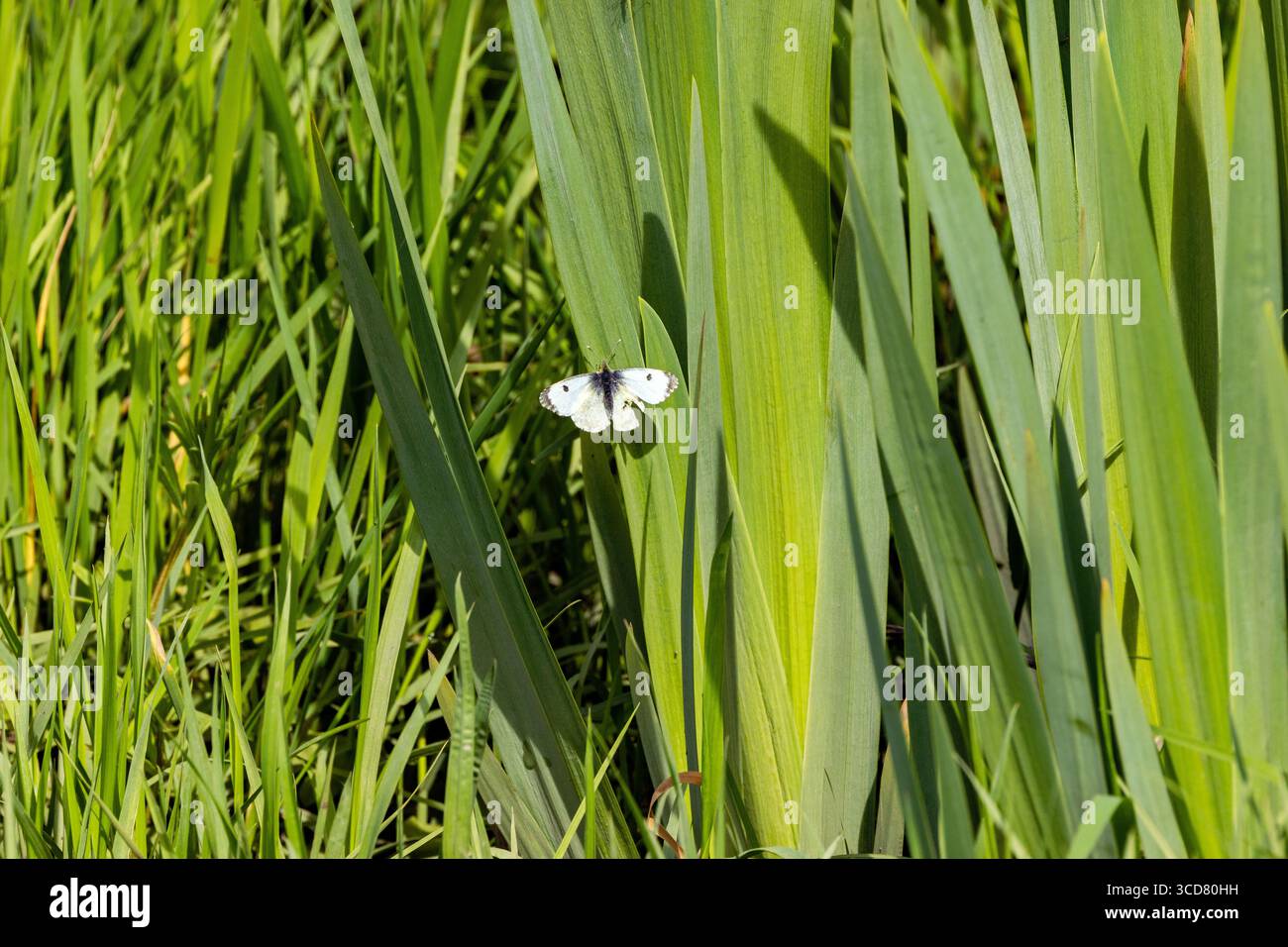 Farfalla bianca con piccole punte nere ad alette. Si nutre di nettare dai fiori. Foto scattata a Bull Island, Dublino, Irlanda. Foto Stock