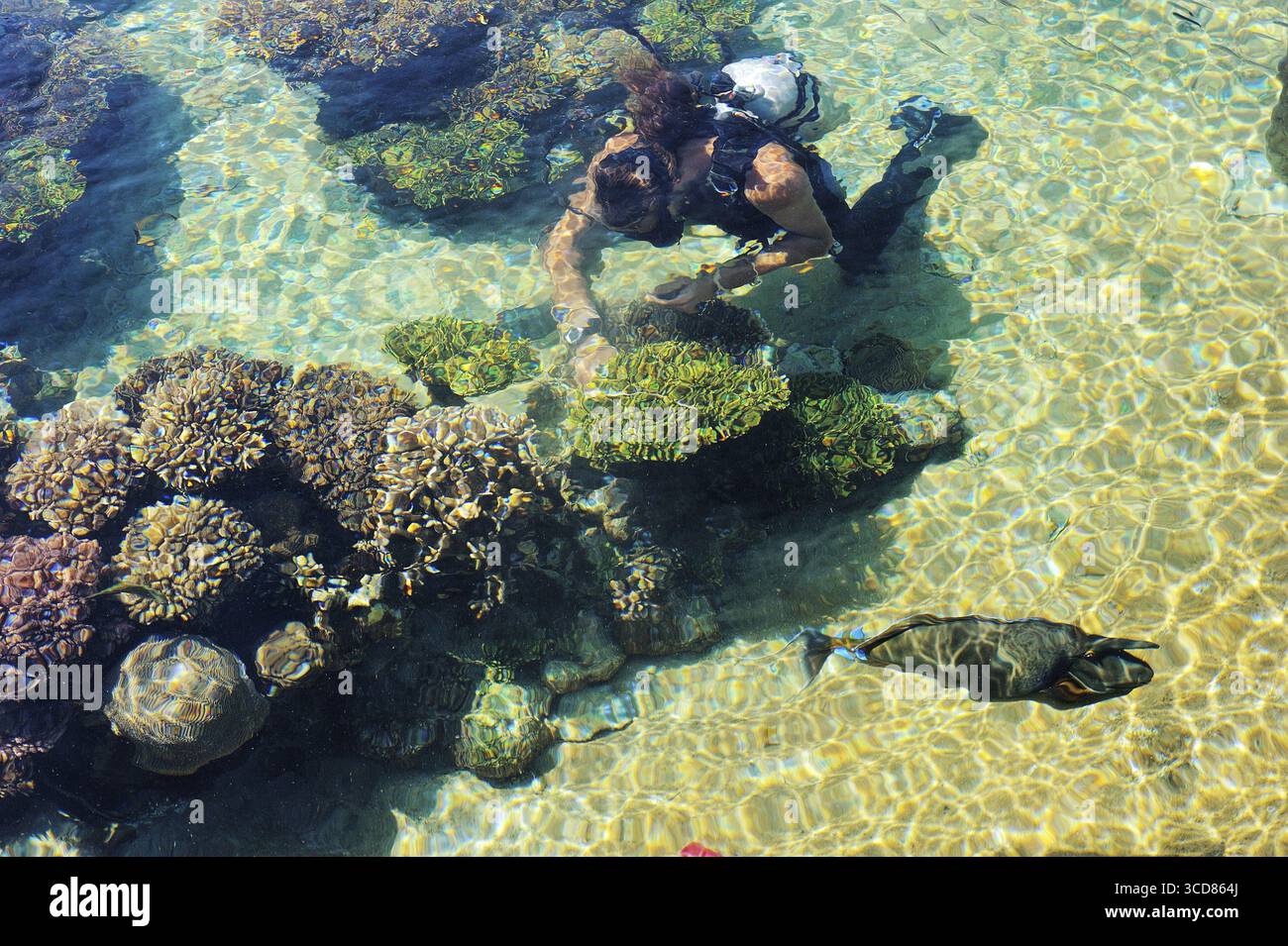 Pesci, coralli e altri vivaci e colorati abitanti del Mar Rosso Foto Stock