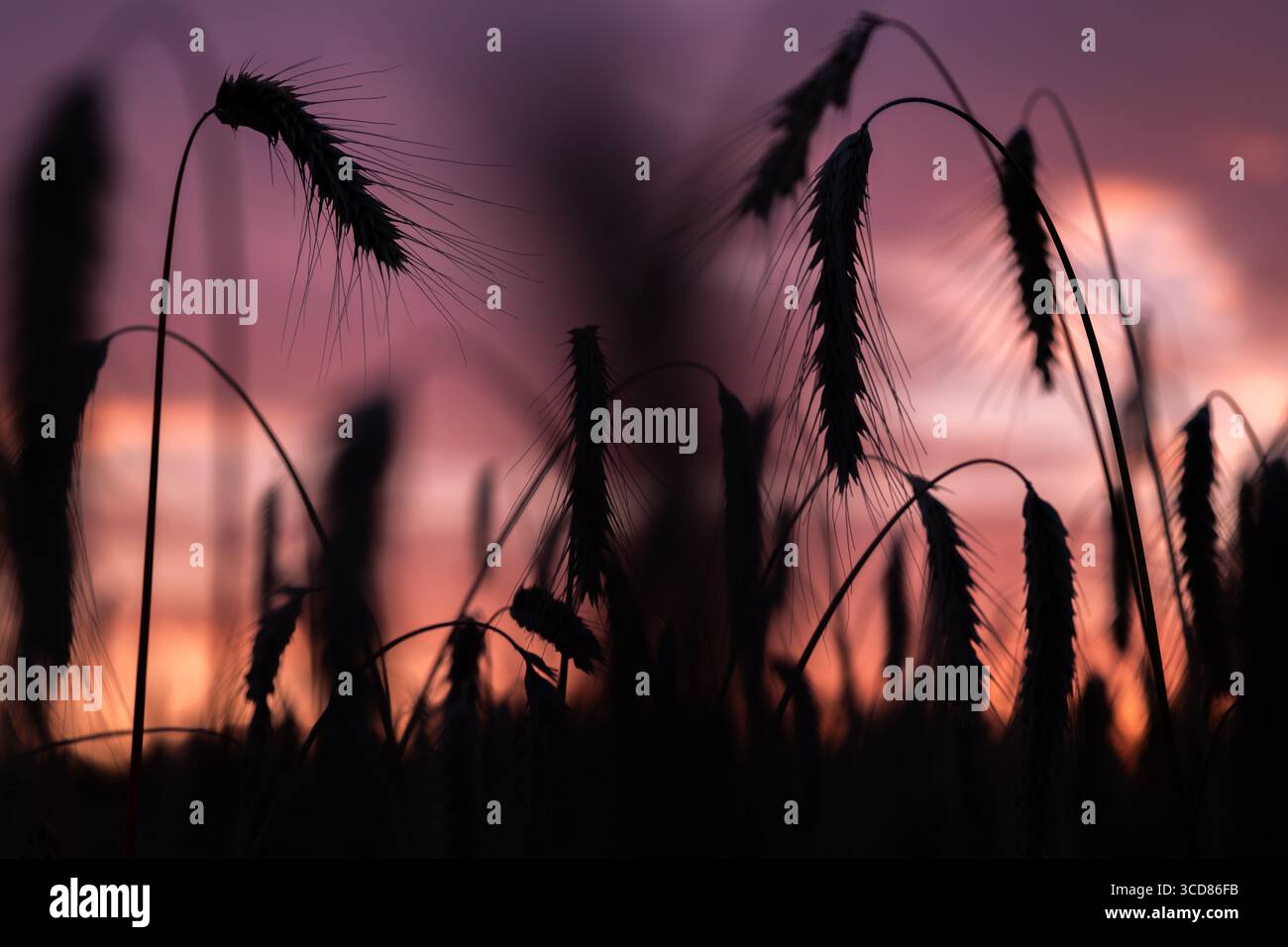 Tramonto sul campo di grano secco caldo estivo sulle montagne di Krkonose Foto Stock