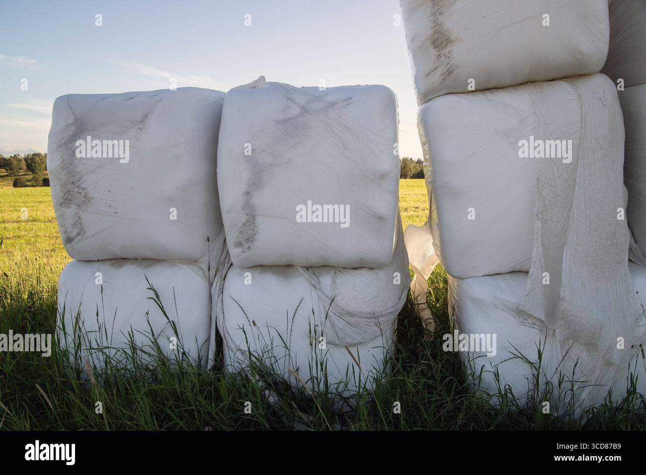 mangimi per animali appena raccolti avvolti in plastica (mangimi invernali). Foto Stock