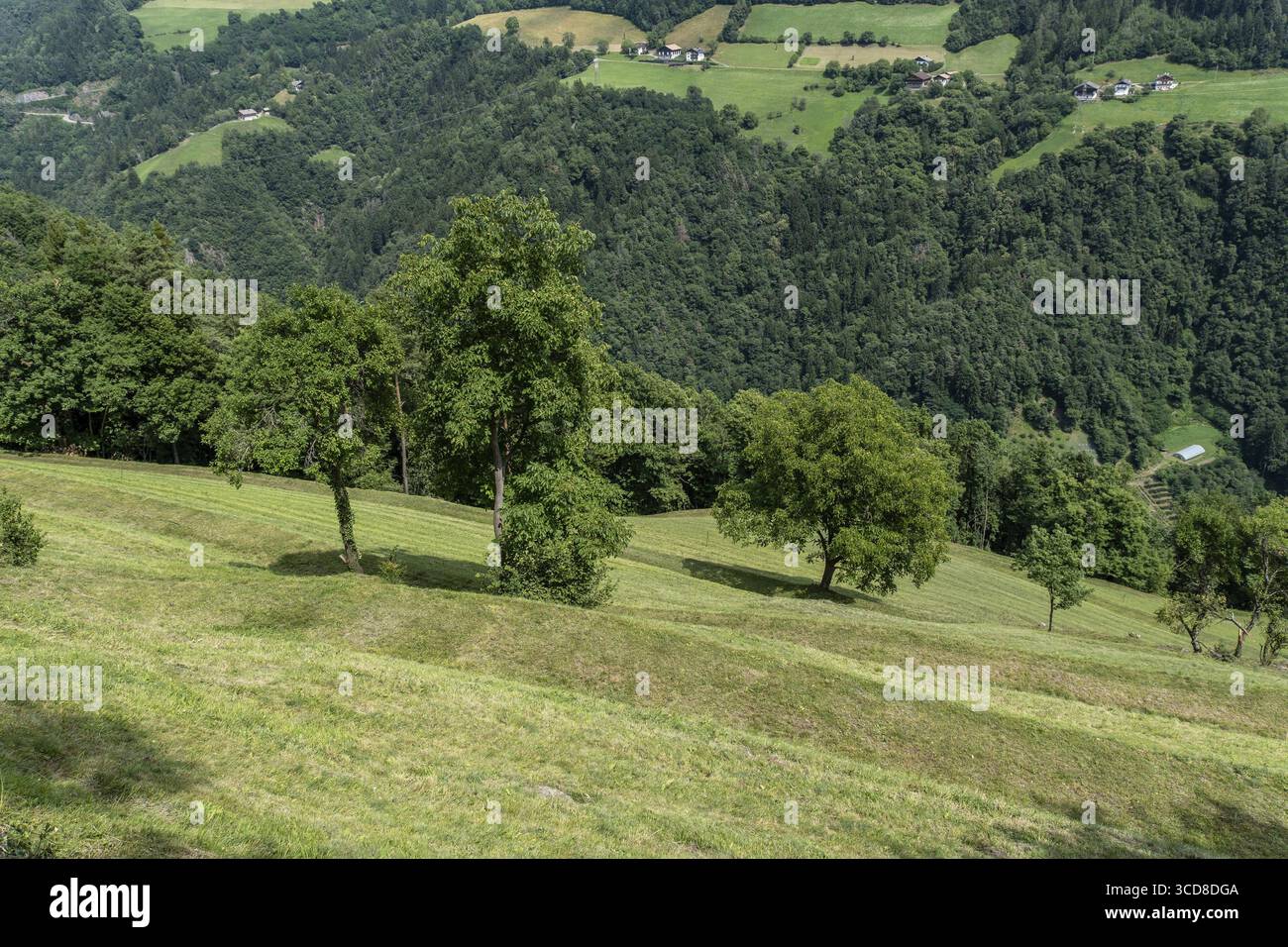Verde prato collinare con alberi singoli e vista sulla valle Foto Stock