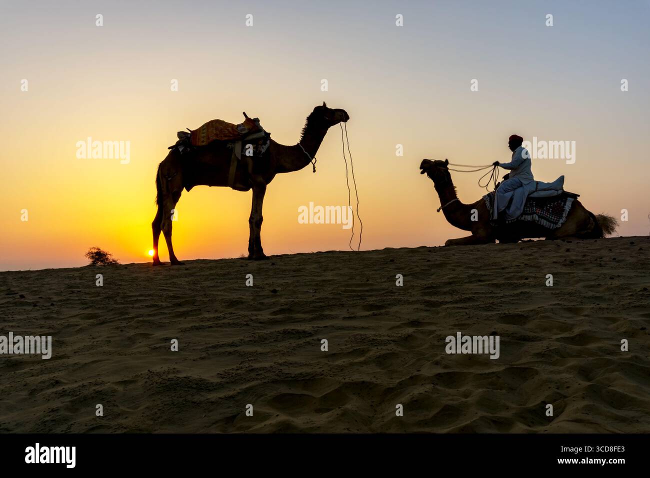 Indian Man cavalcando un cammello durante l'alba nel deserto del Thar nel Rajasthan, India Foto Stock