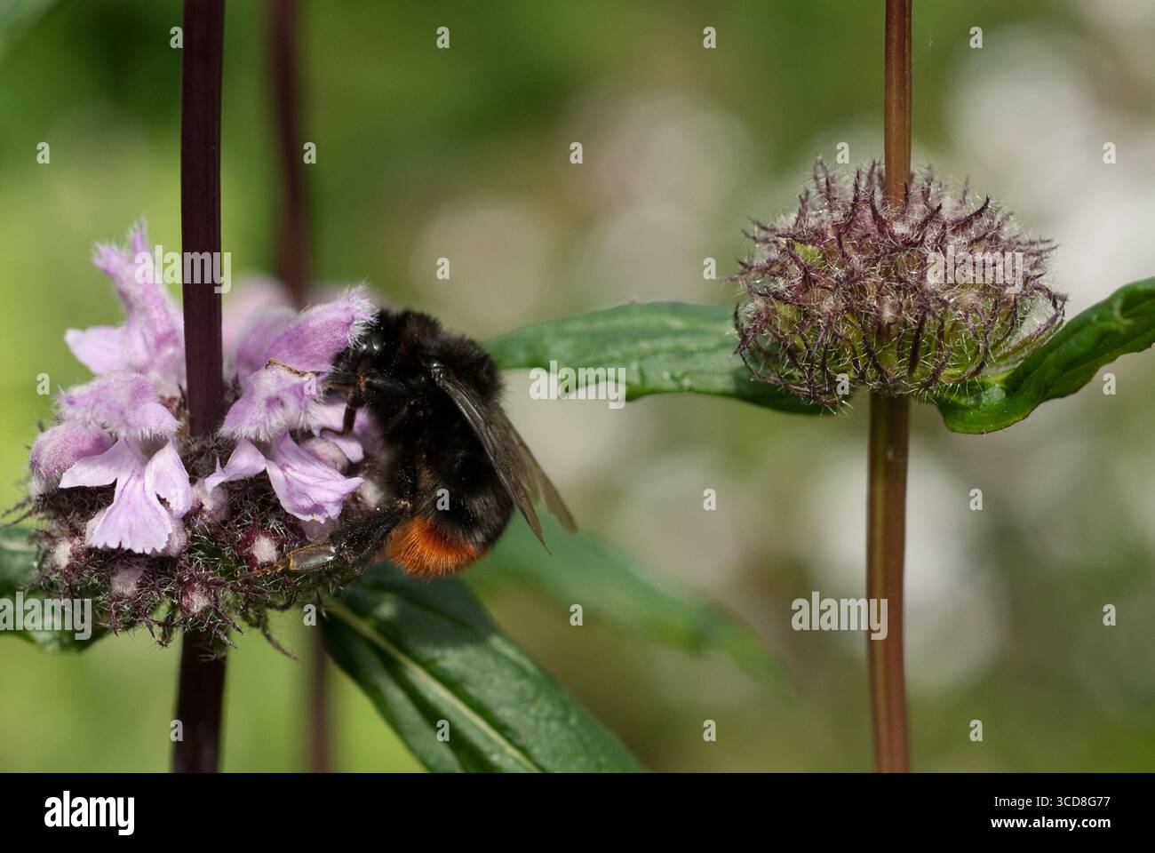 Bumblebee raccoglie il nettare da una fioritura viola in un giardino vivace sotto la luce calda del sole, evidenziando il processo di impollinazione della natura. Foto Stock