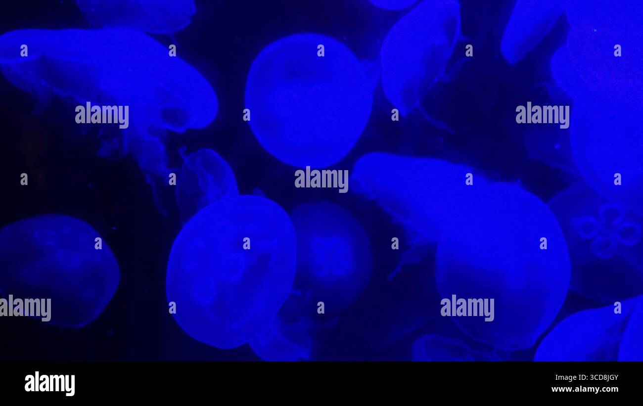 Gruppo di meduse lunari illuminate da una luce blu profonda, che si spostano aggraziatamente in un acquario Foto Stock