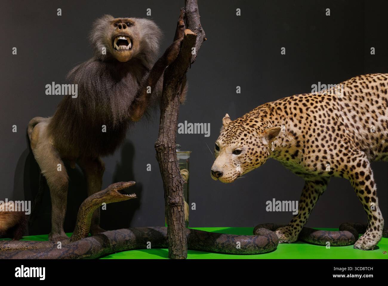 Pitone ripieno, leopardo e babbuino primate delle scimmie, Museo Civico di storia naturale di Trieste Foto Stock