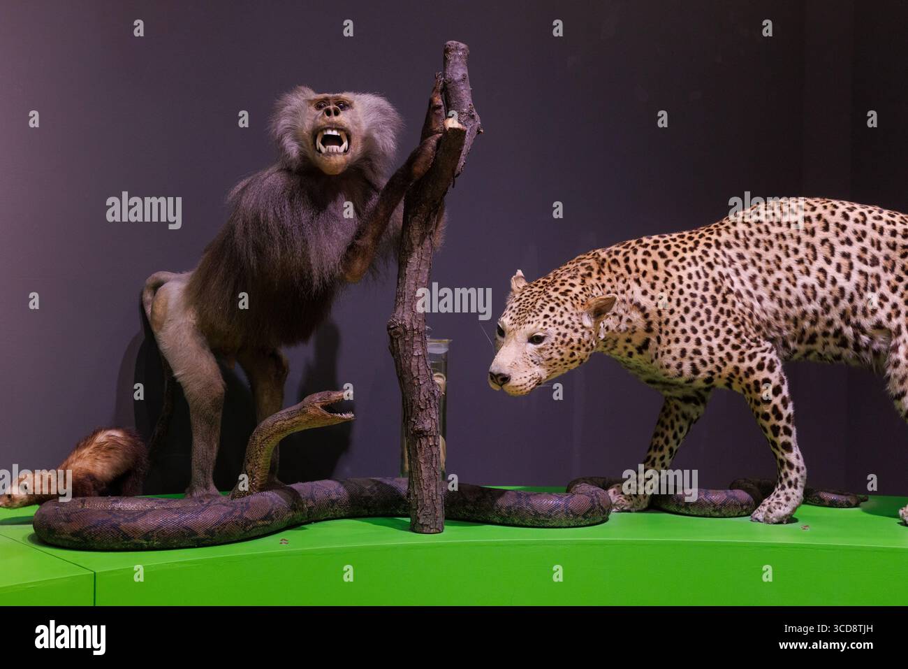 Pitone ripieno, leopardo e babbuino primate delle scimmie, Museo Civico di storia naturale di Trieste Foto Stock