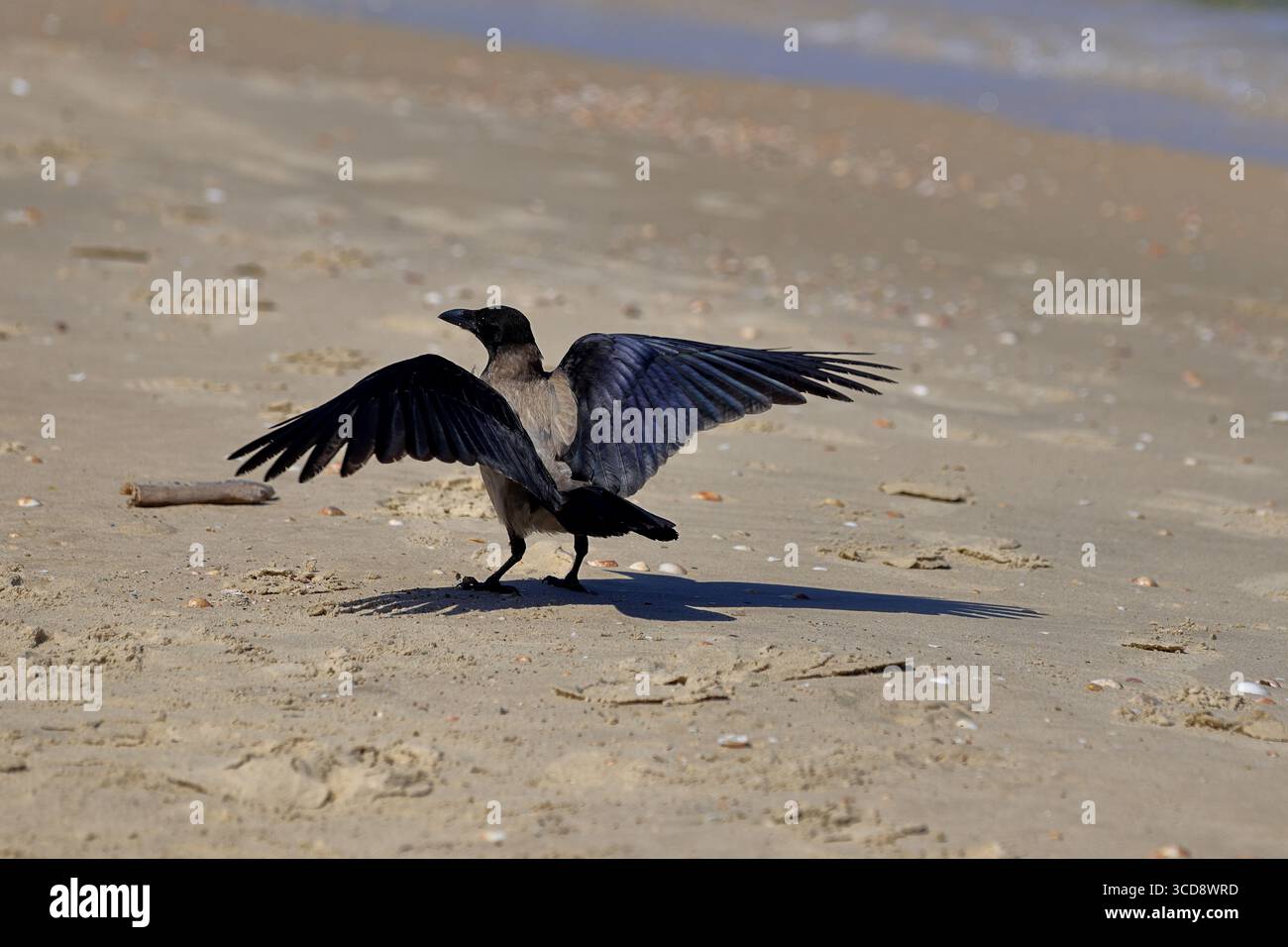 Corvo con cappuccio su una spiaggia sabbiosa in Israele, ali alzate e ombra croccante sulla riva del Mediterraneo, una dinamica scena editoriale della fauna selvatica. Foto Stock