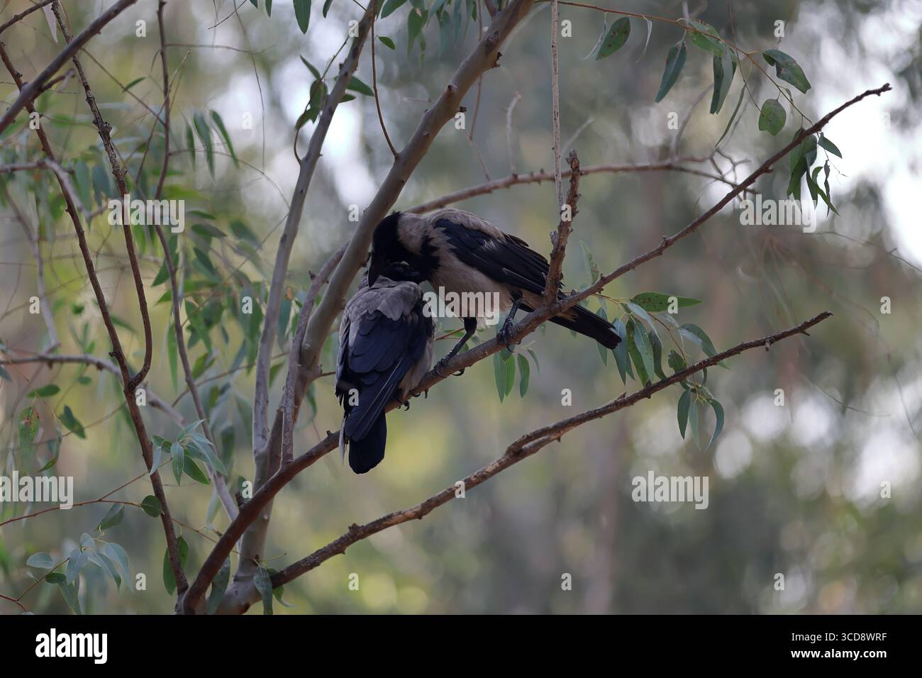 Coppia di corvi incappucciati su un ramo di eucalipto in Israele, impegnati nella reciproca preparazione con il bokeh della foresta, un momento tranquillo per la fauna selvatica editoriale per le riviste. Foto Stock