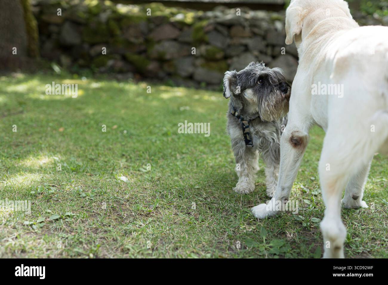 Lo schnauzer in miniatura e il labrador retriever si incontrano all'aperto su un prato estivo soleggiato, erba verde e parete di pietra sullo sfondo. Foto Stock