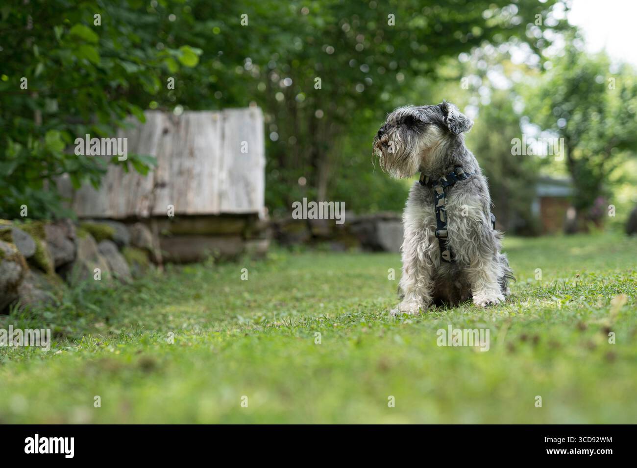Schnauzer in miniatura seduto su erba verde in un giardino estivo, con vista laterale, tranquillo sfondo rurale. Foto Stock