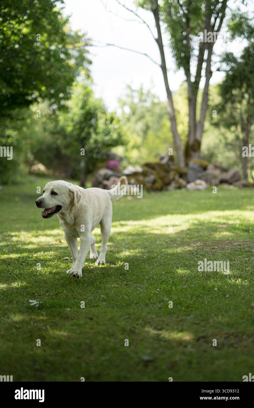 Happy labrador retriever camminando su un prato verde soleggiato in un giardino di campagna, bocca aperta, scosse della coda. Foto Stock