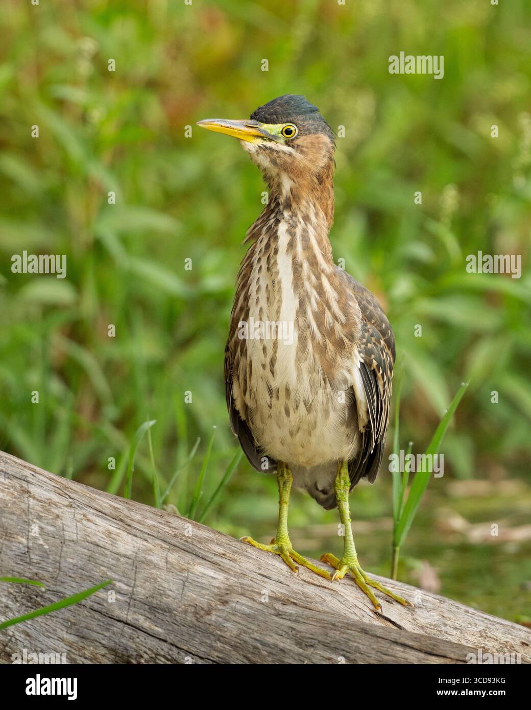 Immaturo Green Heron (Butorides virescens) in piedi su un tronco di un laghetto, Sacramento County, California, USA Foto Stock