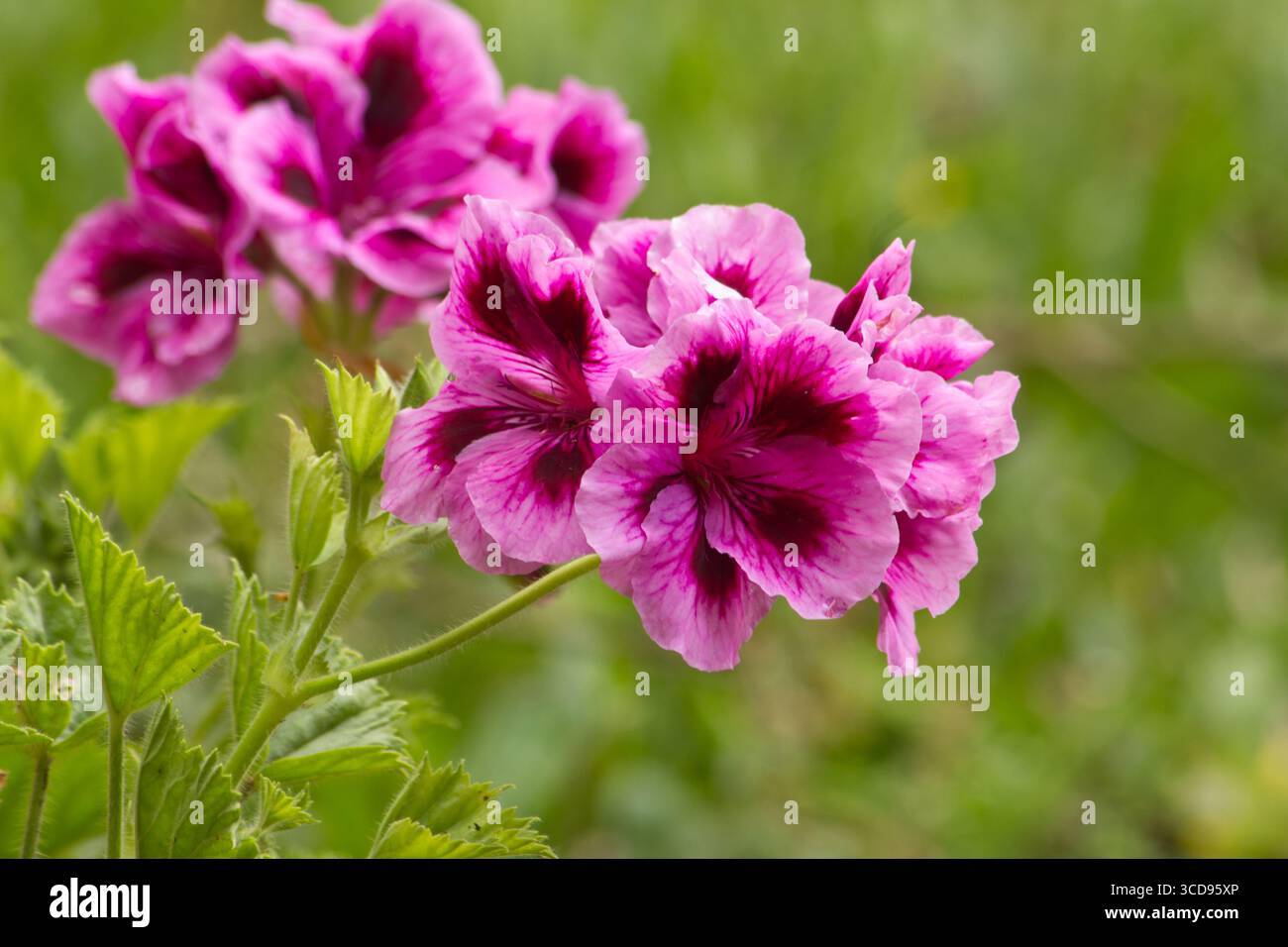 Pelargonium orsett Pianta e fiore su sfondo naturale Foto Stock