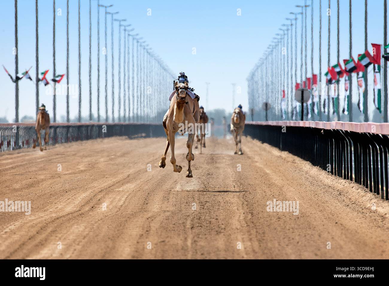 Evento tradizionale di corse di cammelli con fantini robot su una pista sterrata a Dubai Foto Stock