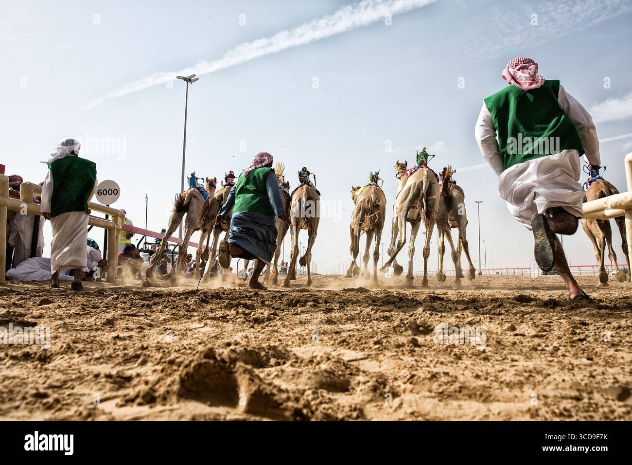 Tradizionale corsa di cammelli nell'arena del deserto con i cavalieri in gilet verdi, che mette in mostra il patrimonio culturale, la competizione, la velocità e la tradizione mediorientale. Foto Stock