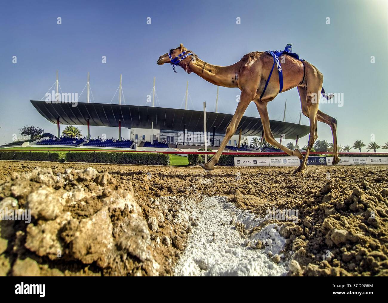 Cammello da corsa che galoppa su una pista sterrata con una moderna tribuna dello stadio sullo sfondo durante un evento tradizionale. Foto Stock