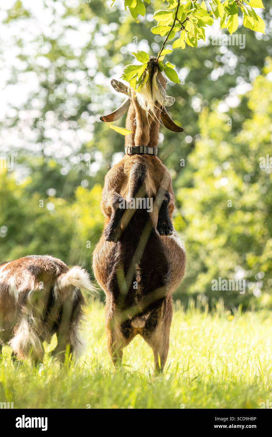 Capra pigmea bruna in piedi su due gambe per raggiungere le foglie superiori di un albero in estate all'aperto, Capra aegagrus hircus Foto Stock